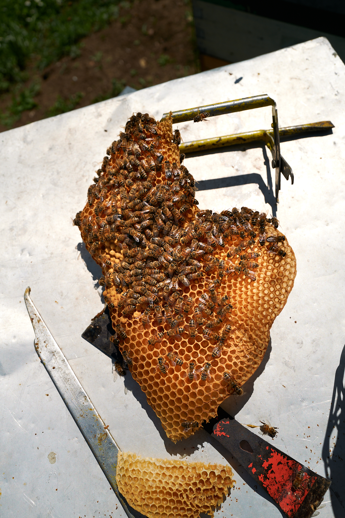 La photographie montre un rayon de miel avec une multitude d'abeilles posées sur une surface en métal. Les abeilles sont disposées de manière uniforme et organisée sur le rayon, tandis que les outils d'apiculteur à côté du rayon suggèrent un travail actif de l'apiculteur dans la ruche. La texture cireuse et hexagonale du rayon est nettement visible, tout comme les pattes velues des abeilles qui s'y agrippent fermement.