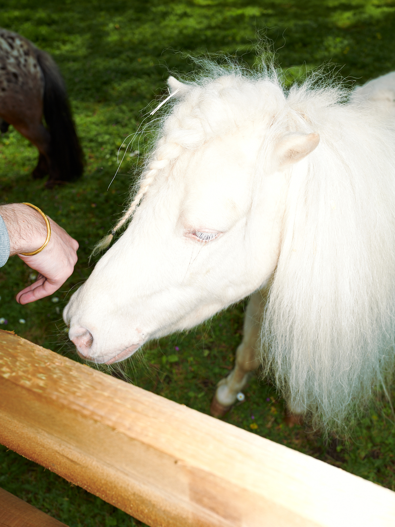 Cette photographie lifestyle montre une main avec un bracelet doré s'approchant de la tête d'un poney blanc à la crinière tressée. La barrière de l'enclos est visible à l'avant-plan. Cette photo saisit un moment d'intimité entre l'humain et l'animal, capturant leur proximité physique et leur lien émotionnel.
